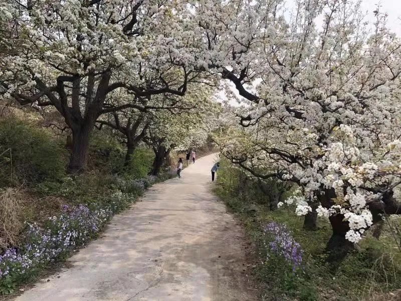 赏花踏青好去处 北京平谷镇罗营镇梨花谷雨休闲季持续至5月5日