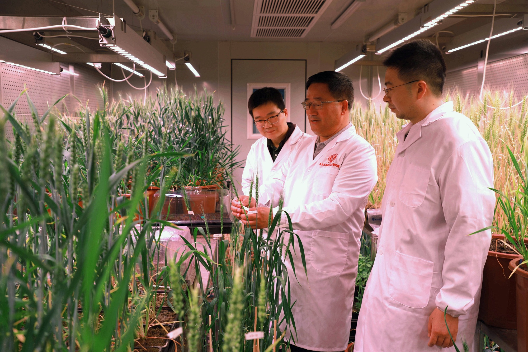 中国科学家成功“拼”出小麦完整基因组“拼图”